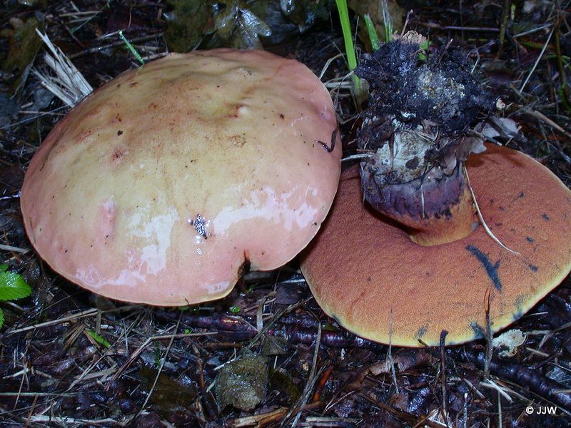 Boletus queletii